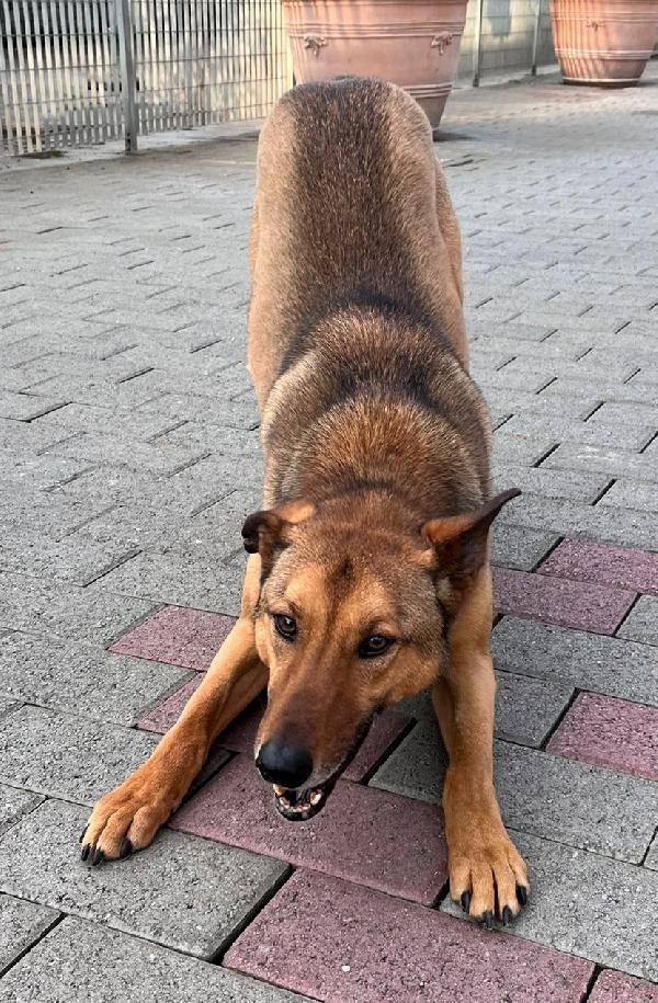 ULISSE LUPETTO TIMIDONE Foto 4